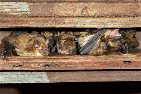 The Healing Powers of Bat Guano: Magic in a Pile of Poop